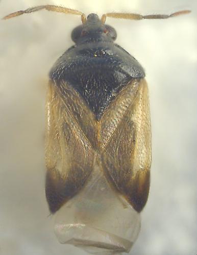 Orius sp.