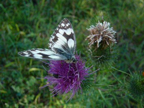 Melanargia galathea