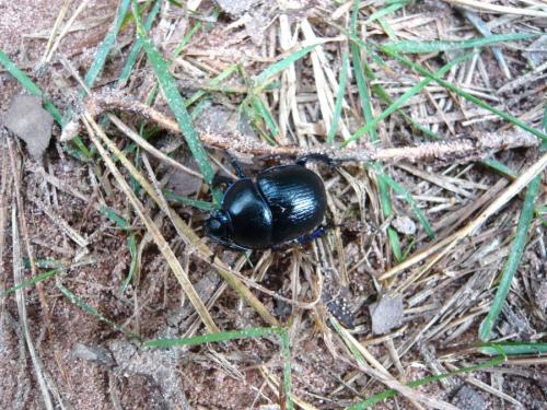 Anoplotrupes stercorosus