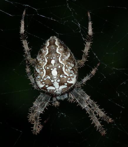 Araneus diadematus