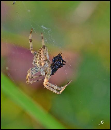 Araneus diadematus