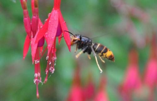 Vespa velutina
