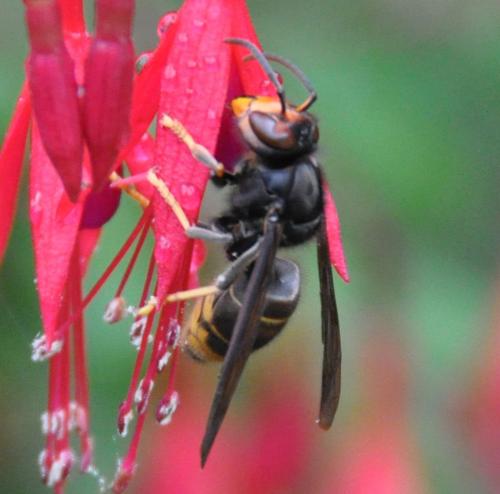 Vespa velutina