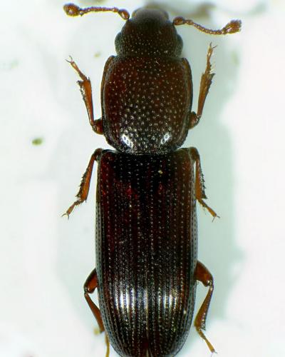 Rhizophagus sp.