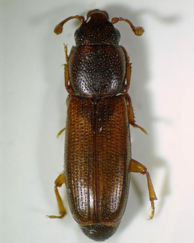 Réf. 92 254 : Rhizophagus fenestralis