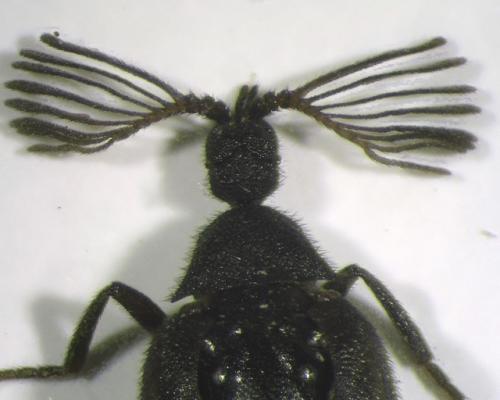 Ripidius quadriceps