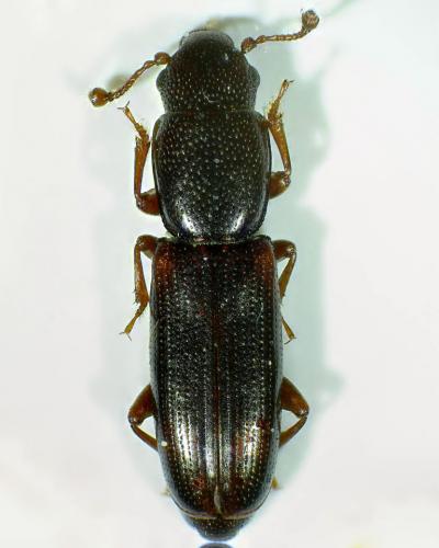 Rhizophagus bipustulatus