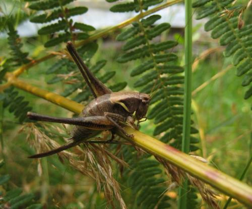 Pholidoptera aptera