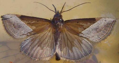 Hypena lividalis