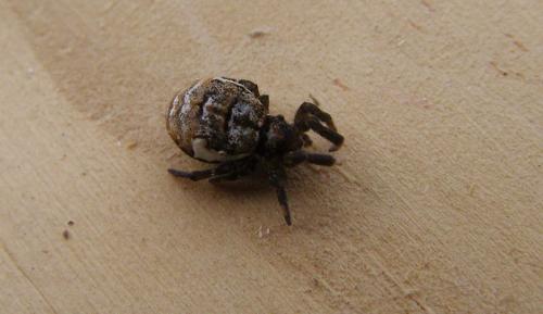 Réf. 92 212 : Hyptiotes sp.