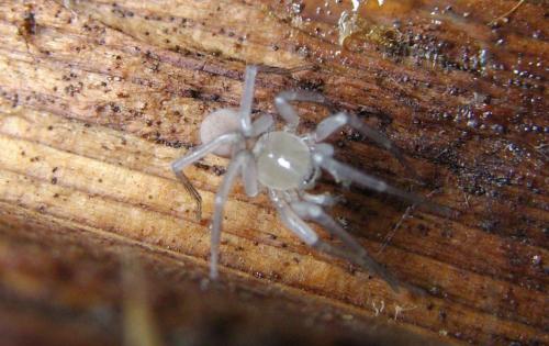 Réf. 92 446 : Cicurina cicur