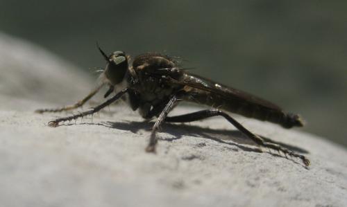 Réf. 92 525 : Philonicus albiceps