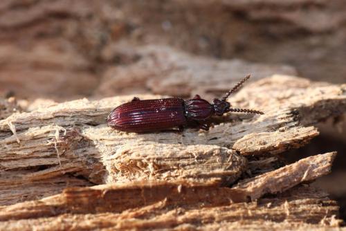 Rhysodes sulcatus