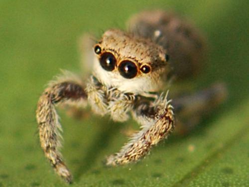 Réf. 92 822 : Neaetha membrosa