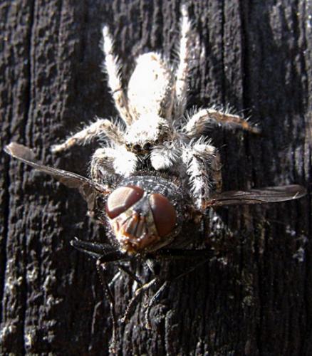 Menemerus taeniatus