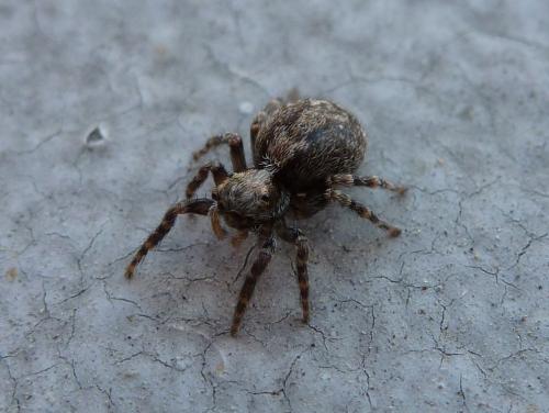 Pseudeuophrys lanigera
