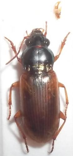 Pogonus pallidipennis