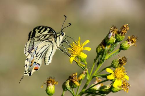 Papilio machaon
