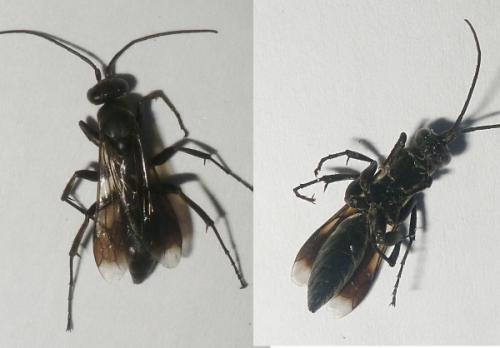 Réf. 92 841 : Agenioideus apicalis