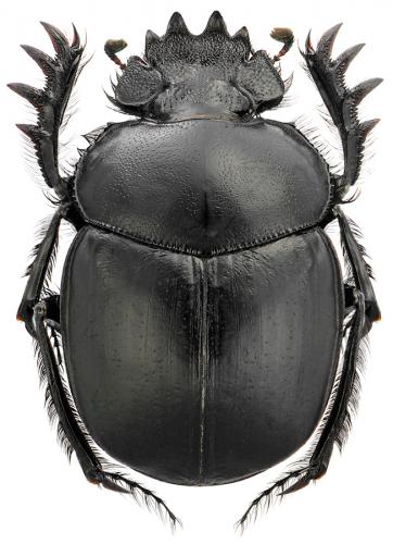 Réf. 92 621 : Scarabaeus typhon
