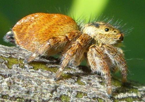 Réf. 92 652 : Carrhotus xanthogramma