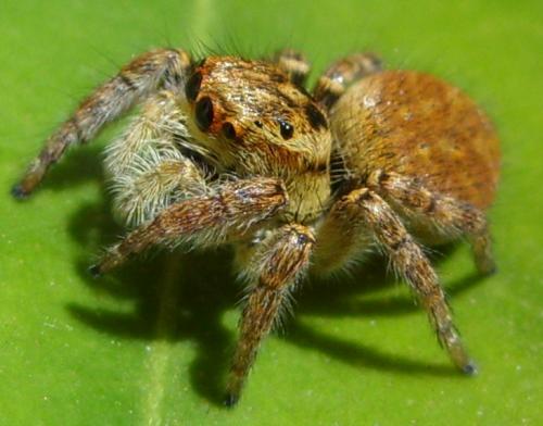Carrhotus xanthogramma