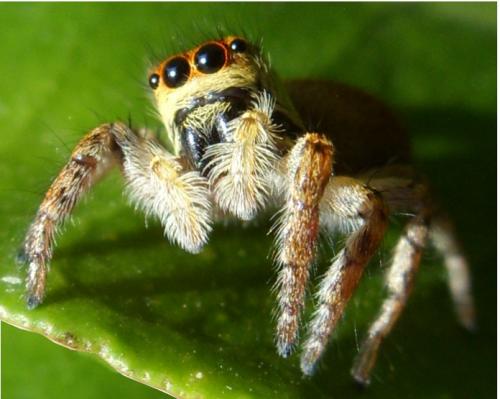 Réf. 92 654 : Carrhotus xanthogramma