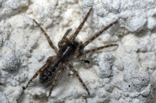 Réf. 92 856 : Segestria bavarica