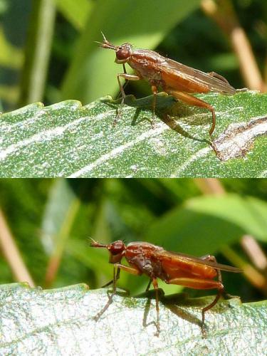 Sepedon spinipes