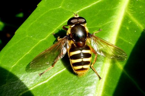 Sericomyia silentis
