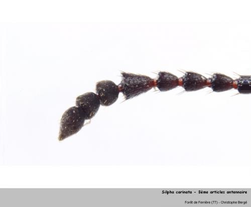 Réf. 92 888 : Silpha carinata