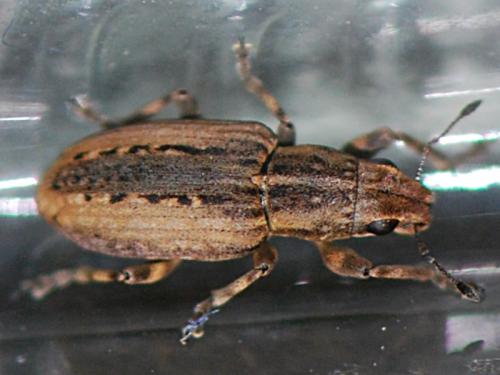 Réf. 92 626 : Sitona cinnamomeus