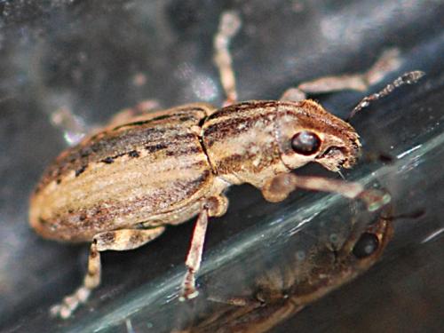 Sitona cinnamomeus