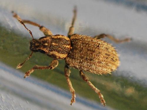 Réf. 92 699 : Sitona hispidulus