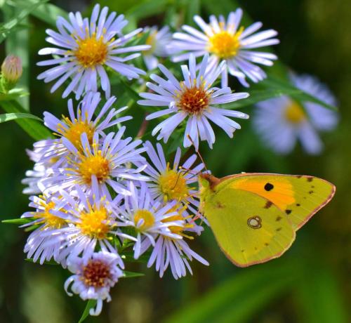 Colias croceus