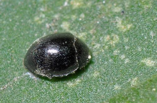 Stethorus pusillus