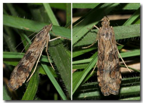 Nomophila noctuella