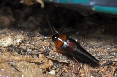 Tachyporus sp.