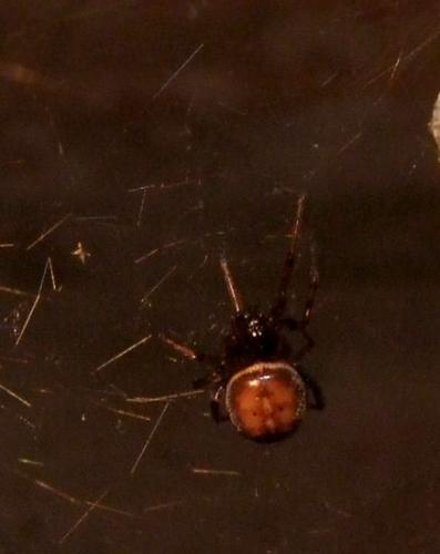 Steatoda bipunctata