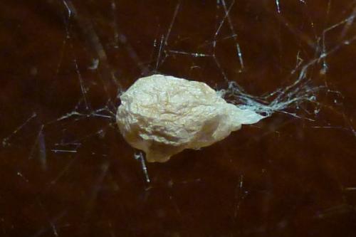 Réf. 92 351 : Parasteatoda lunata