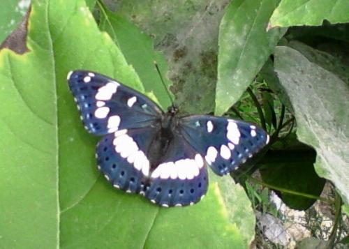 Limenitis reducta