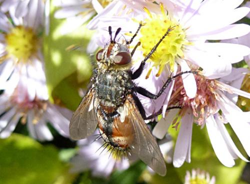 Peleteria sp.