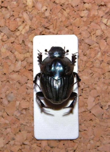 Proagoderus laticollis