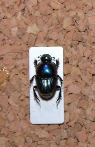 Hyalonthophagus sp.