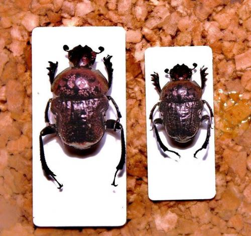 Gymnopleurus fulgidus