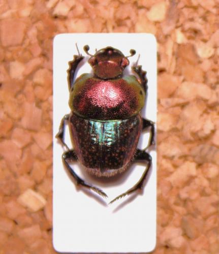 Phalops princeps