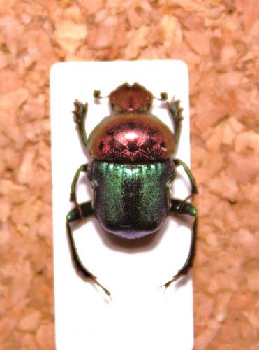 Gymnopleurus bicolor