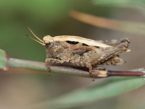 Réf. 92 120 : Tetrix undulata