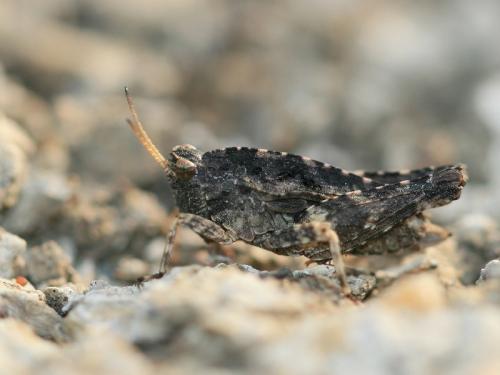 Réf. 92 119 : Tetrix undulata