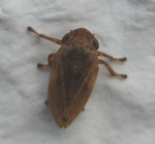 Philaenus spumarius